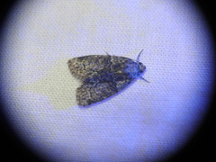 Cryphia pallida