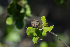 Phyllodiplosis cocciferae