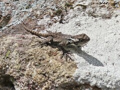 Sceloporus mucronatus