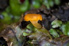 Loreleia marchantiae