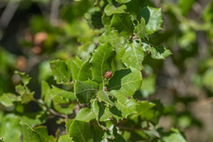 Plagiotrochus australis