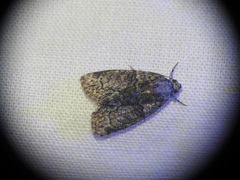 Cryphia pallida