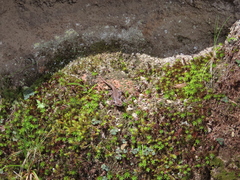 Sceloporus mucronatus