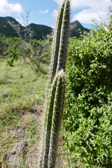 Pilosocereus