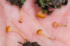 Loreleia marchantiae