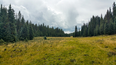 Loreleia marchantiae