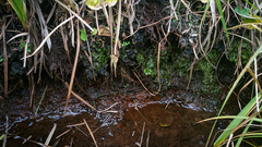 Loreleia marchantiae