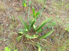 Prosthechea michuacana