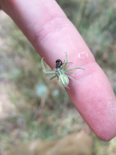 Heriaeus oblongus