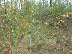 Prosthechea michuacana