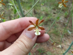 Prosthechea michuacana