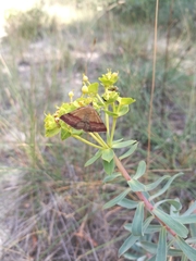 Phytometra viridaria