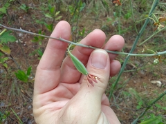 Prosthechea michuacana