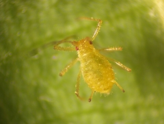 Corylobium avellanae