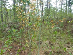Prosthechea michuacana