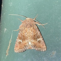 Lacinipolia stricta