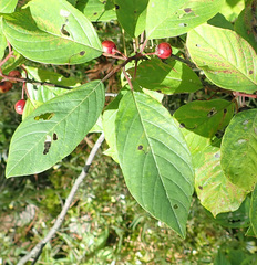 Bucculatrix frangutella