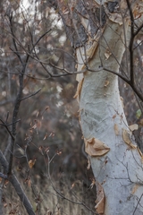 Albizia tanganyicensis