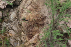 Trochalopteron elliotii