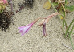 Gladiolus gueinzii