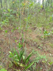 Prosthechea michuacana