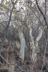 Albizia tanganyicensis