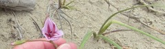 Gladiolus gueinzii