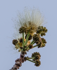 Albizia tanganyicensis