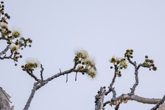 Albizia tanganyicensis