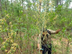 Prosthechea michuacana