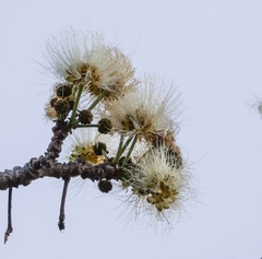 Albizia tanganyicensis