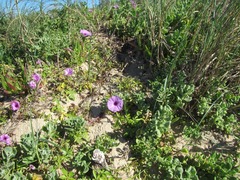 Ipomoea cairica cairica
