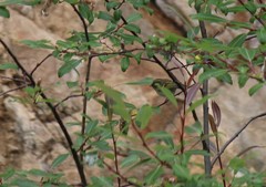 Phylloscopus forresti