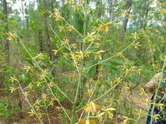 Prosthechea michuacana