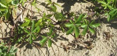 Ipomoea cairica cairica