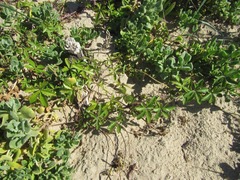 Ipomoea cairica cairica