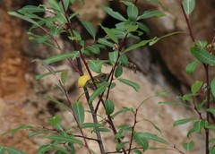 Phylloscopus forresti