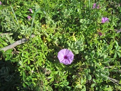 Ipomoea cairica cairica