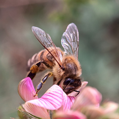 Apis mellifera