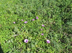 Ipomoea cairica cairica