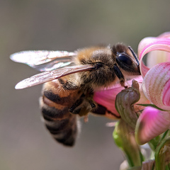 Apis mellifera