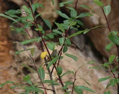 Phylloscopus forresti