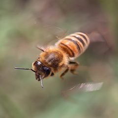 Apis mellifera