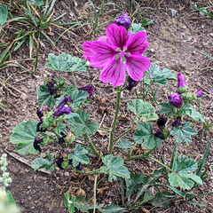 Malva sylvestris