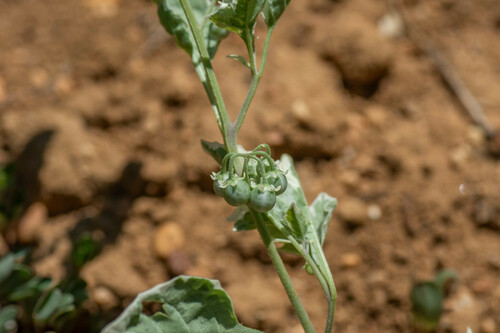 Solanum villosum iNat (1)
