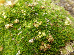 Azorella corymbosa