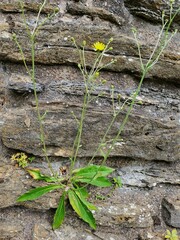 Hieracium glaucinum
