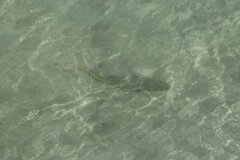 Pseudobatos productus