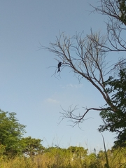 Dicrurus macrocercus harterti