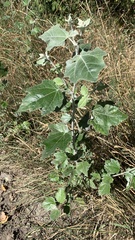 Populus alba